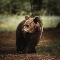 Obraz na płótnie Canvas Wonderful young brown bear portrait in the wilderness forest in Transylvania,Romania.