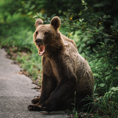 Fototapeta premium Portrait of a young wild brown bear near the road in Transylvania,Romania.