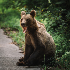 Portrait of a young wild brown bear near the road in Transylvania,Romania.