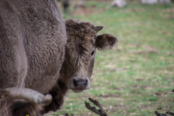 cow