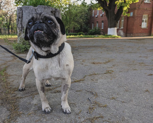 portrait of a cute pug on a walk