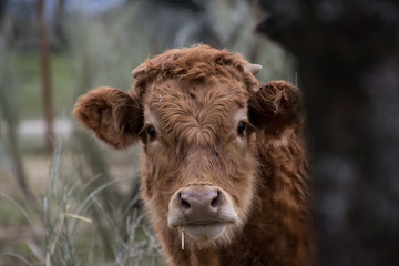 cow