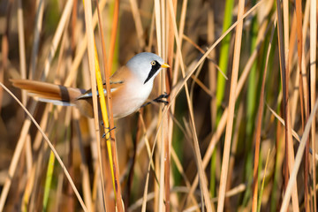 Cute little bird. Yellow green nature background. Bird: Bearded Reedling. 