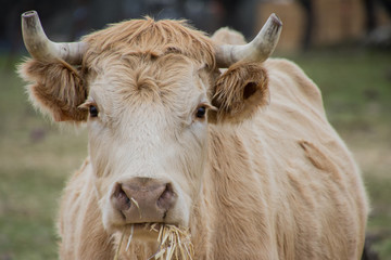 cow