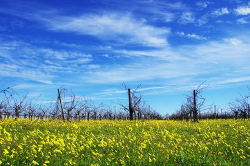Fototapeta na wymiar winter vineyard at south of Portugal