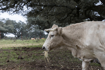 cow