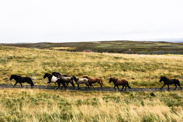 Fototapeta na wymiar Troupeau de chevaux islandais dans une prairie