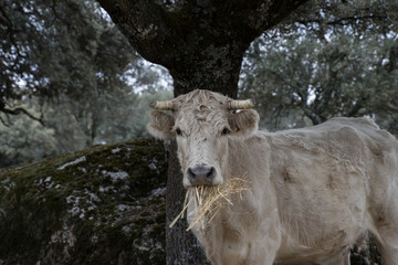 cow