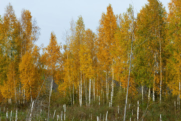 Young birches flaunt in the autumn forest.