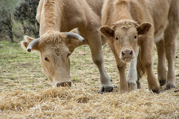cow