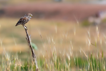 Cute little owl. Nature background.
