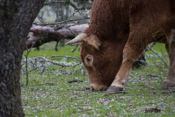 cow