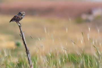 Cute little owl. Nature background.