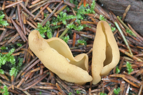 Otidea tuomikoskii, known as a Split goblet or rabbit ear fungus, wild fungi from Finland