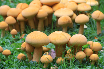 Phaeolepiota aurea, known as golden bootleg or golden cap, wild mushrooms from Finland