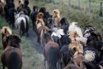 Naklejka na ściany i meble Troupeau de chevaux islandais au trot sur un chemin 