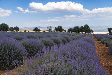 Lavender fields in Kuyucak, İsparta Turkey
