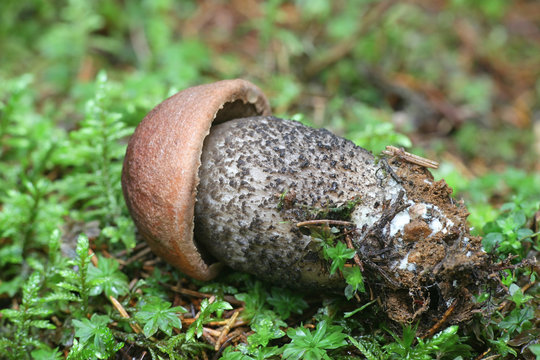 Leccinum versipelle, known orange birch bolete, edible mushrooms from Finland