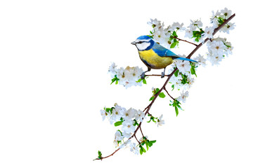 Obraz premium Spring nature and cute bird. White background. Isolated bird and branch.