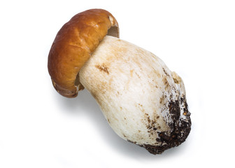 Fototapeta premium Mushrooms Boletus edulis (porcini) on the white background.