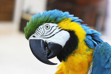 Big beautiful parrot close up. Beautiful bird