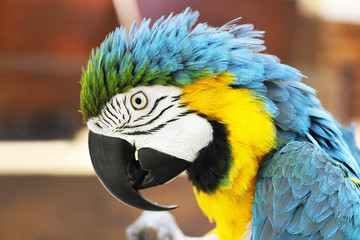 Big beautiful parrot close up. Beautiful bird