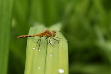 Brown dragonfly on a leaf
