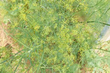 background of green blooming dill. Herb from vegetable garden