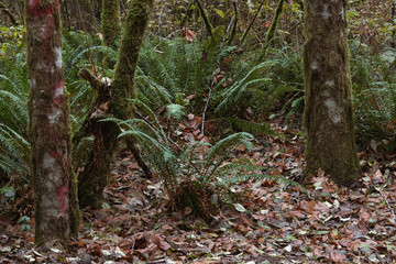 moss covered tree trunks with green ferns and dry leaves