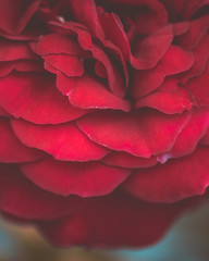 Fototapeta premium dettaglio di petali di rosa
