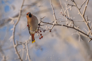 waxwing apple tree branches hoarfrost snow winter