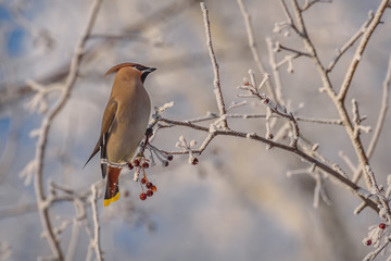 waxwing apple tree branches hoarfrost snow winter
