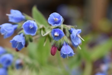 Fototapeta na wymiar blue flowers on a background