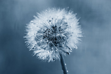 Obraz premium White fluffy dandelion in water droplets after rain in classic blue