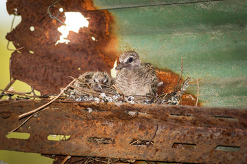 Dove's nest.