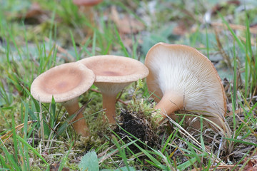 Ampulloclitocybe clavipes, known as the club-foot or club-footed clitocybe, wild mushrooms from Finland