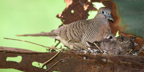 Dove's nest.
