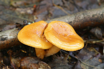 Lactarius aurantiacus, known as orange milkcap or orange milk-cap, wild edible mushroom from Finland