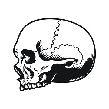 Black and white human skull side view