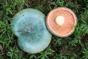 Lactarius quieticolor (Lactarius deliciosus var.  quieticolor), known as Saffron milkcap or Carrot milk-cap, wild edible mushroom from Finland