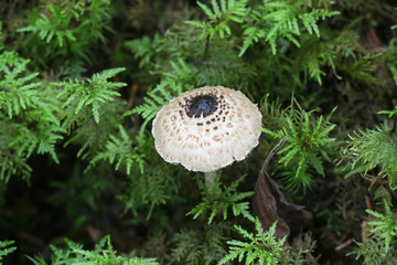 Lepiota felina, commonly known as Cat Dapperling, wild mushroom from Finland