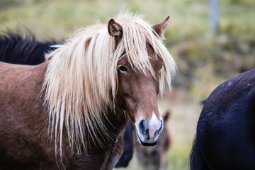 gros plan tête de cheval islandais