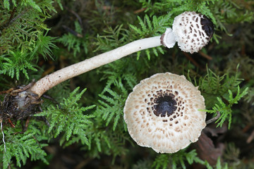 Lepiota felina, commonly known as Cat Dapperling, wild fungus from Finland