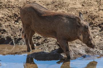 Muddy Warthog