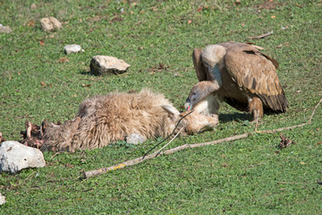 Griffon Vulture at dinner on dead sheep.