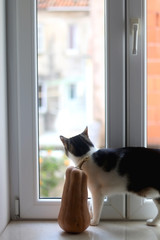 Homegrown squash and tabby cat on a window sill. Selective focus.