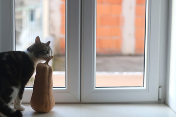 Homegrown squash and tabby cat on a window sill. Selective focus.