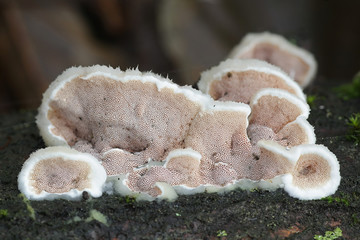 Gloeoporus dichrous, known as  Gelatinous-pored Polypore or Bicoloured Bracket, wild bracket fungus...