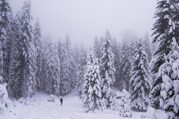 forest in winter