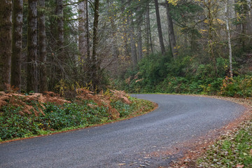 autumn forest with golden ferns and shrubbery along roadway